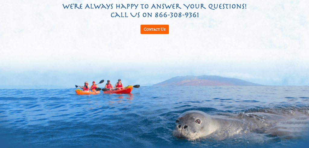 Contact Us image of kayakers out on the sea with a seal in the foreground and a mountain in the background